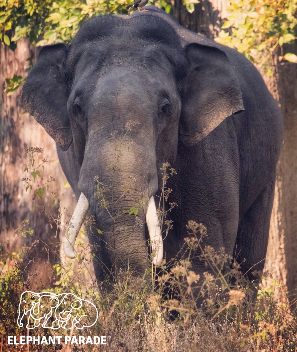 elephant_parade's tweet image. Not a 'fun' fact but indeed an important fact: Elephants have no natural predators. The main risk to elephants is from humans through poaching and loss of habitat. 

#factsfriday⁠ #elephantparadefan