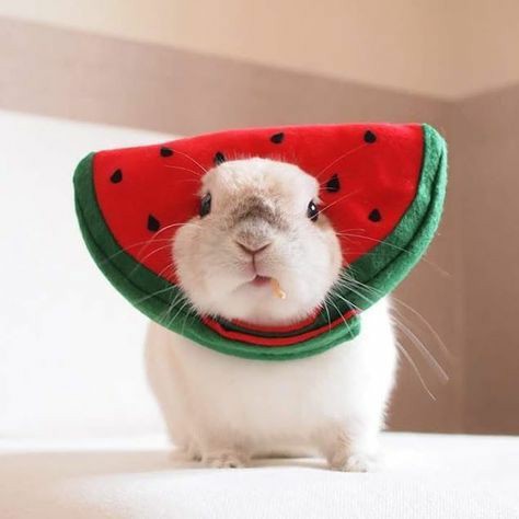 Bunnies tweet media