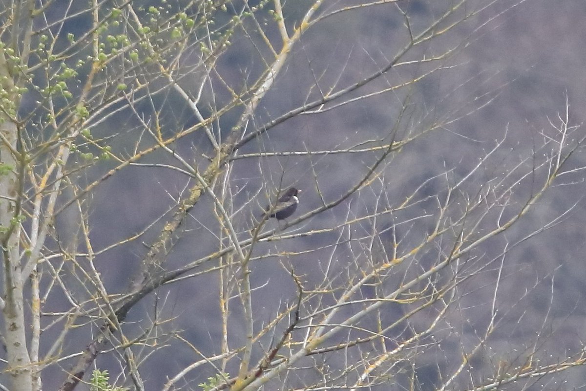 Record shot of a smart but rather distant male Ring Ouzel at the back of horse paddocks looking east from Blakehurst Farm (east of Warningcamp) earlier this morning.