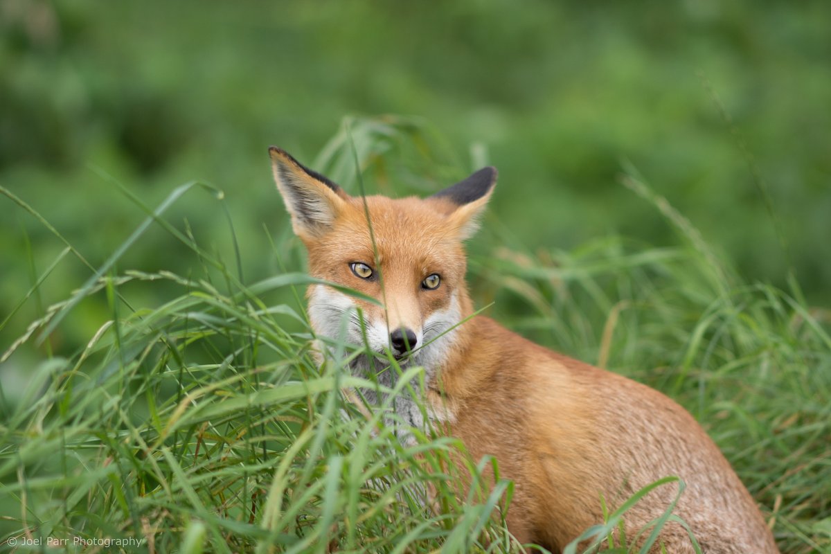 hourlyfoxes's tweet photo. HourlyFoxes presents: https://t.co/mczTtVSwK3