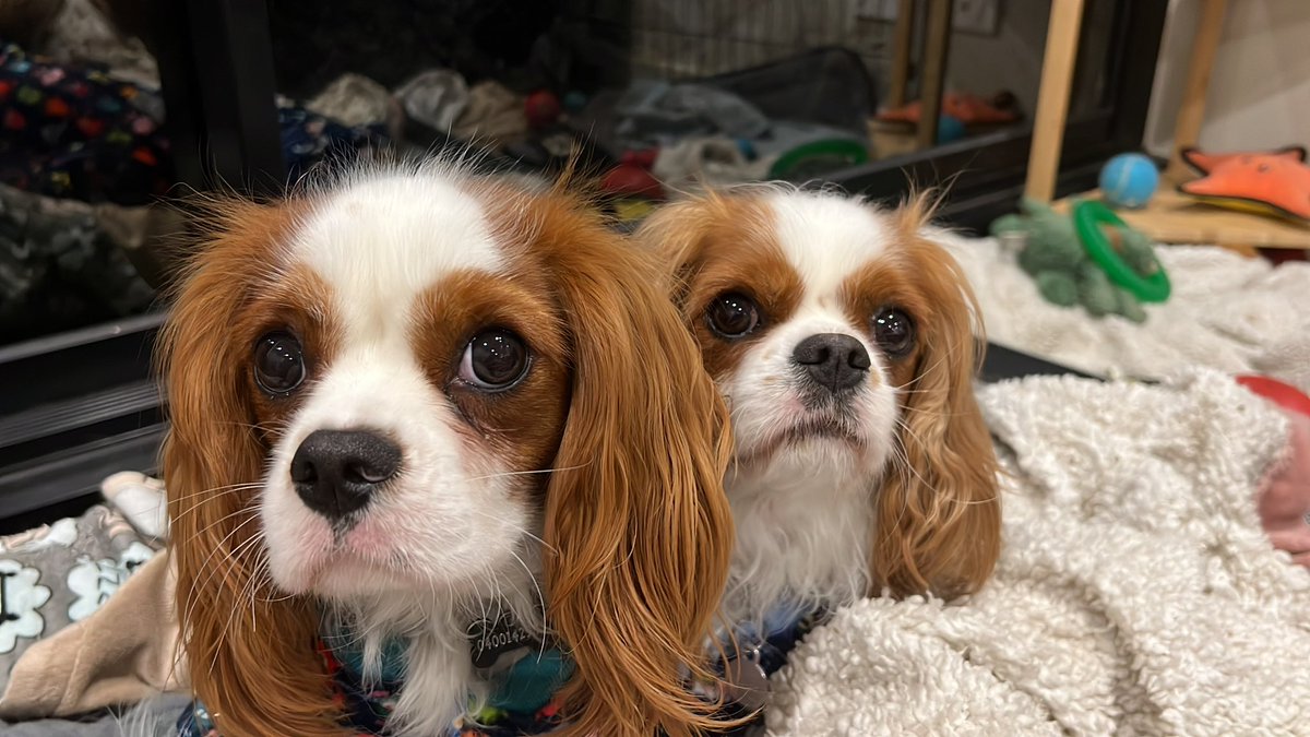 Melissa Kennedy tweet media