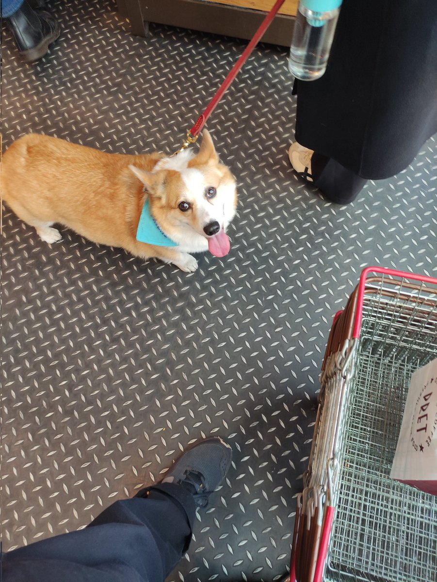 FollyProblem's tweet image. Auspicious sign, it&apos;s bandana says EVERYONE&apos;S FRIEND