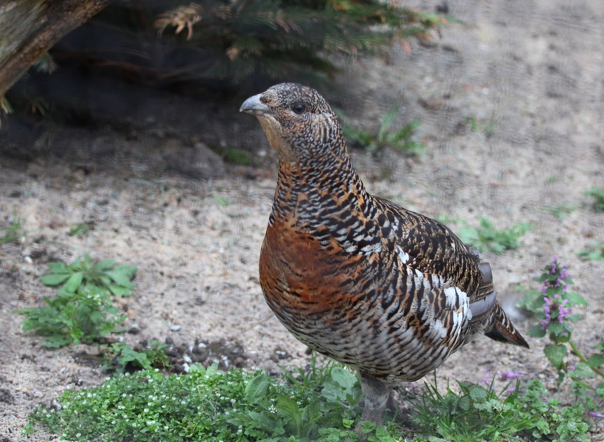 hauptstadtzoos's tweet photo. Wieder eine Auerhenne für den Auerhahn in der Fasanerie des @zooberlin. Weitere Informationen: https://t.co/FYx3B8hFvS
#ZooBerlin #Hauptstadtzoos #Auerhahn #Auerhenne #WillkommeninBerlin #Berlin #BerlinBerlin #Berlinaktuell https://t.co/9A5y6EZT7K
