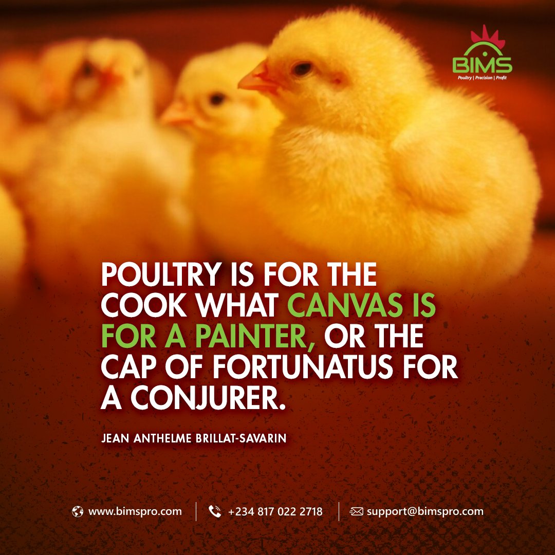 Bimspro_'s tweet photo. "Poultry is for the cook what canvas is for a painter, or the cap of Fortunatus for a conjurer." - Jean Anthelme Brillat-Savarin

#BIMS #broiler #poultry #profit #sales #agfintech #agritech #agric #reels #food #chicken #farm #farmer #fao #Eid2023 #EidUlFitr https://t.co/2FzC1qeeWi