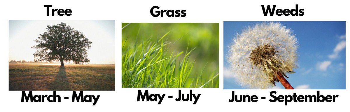 pstep_uk's tweet photo. Next week is #AllergyAwarenessWeek, and #hayfever is one of the most common allergies in the UK. But did you know the pollen season runs from Jan to Sept?๐คง
#PSTEP provides users with pollen info in their area.
The majority of the 3 pollen groups peak in the following periods๐ https://t.co/YFCT95J5X9