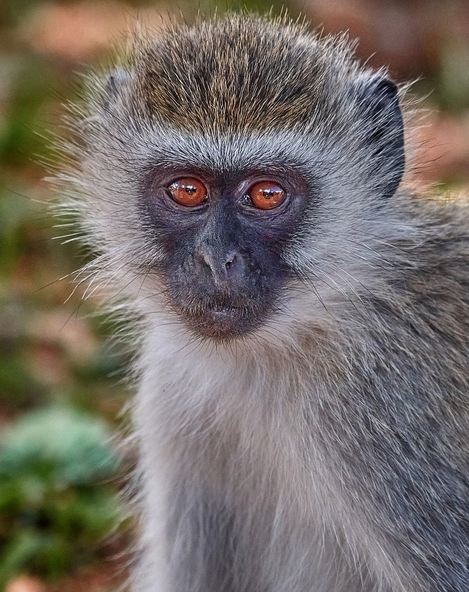 bownaankamal's tweet photo. How cute this vervet monkey is? | Tarangire | Tanzania
.
.
.
.
.
#pawstrails #travelpics #wildlife #worldtravelpic #saveouranimals #africansafari #vervetmonkey #jawsafrica #nikon #nifhivefeature #mynikonlife #fotografia #natureconservation #jaws_wildlife #wildlifeplanet https://t.co/ghjWImiIEb