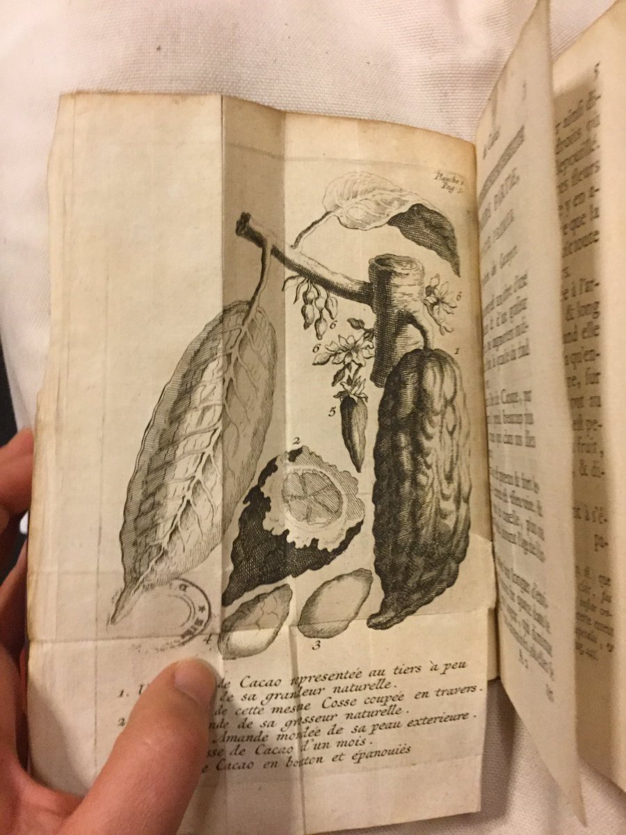 Que de gourmandises en #salledesboiseries. Annie Cordy me trotte dans la tête depuis que je suis tombée nez à nez avec cette belle gravure en taille-douce d’une cabosse (1720) #chaudcacao