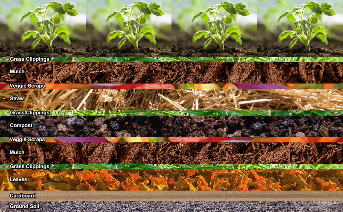 Lasagna Gardening: A Deliciously Sustainable Way To Grow

Know more: uniquetimes.org/lasagna-garden…

#uniquetimes #LatestNews #lasagnagardening #healthygarden #ecofriendly #easygardening #composting