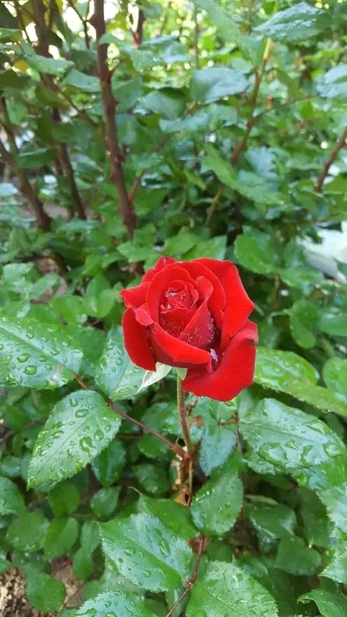 تقبل الله صيامكم وقيامكم وصالح الأعمال، عيدكم مبارك وكل عام وأنتم بخير وصحة وعافية، أنتم ومن تحبون جميعًا بإذن الله تعالى".