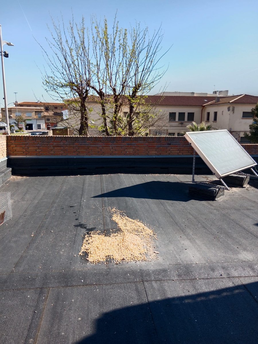 AytoTorrijos's tweet photo. 🐦Programa de control sanitario y poblacional de la paloma urbana en Torrijos

👉Noticia completa publicada aquí https://t.co/OjBCspPE2v

#ControlDePalomas https://t.co/S1wd9Jb9z1