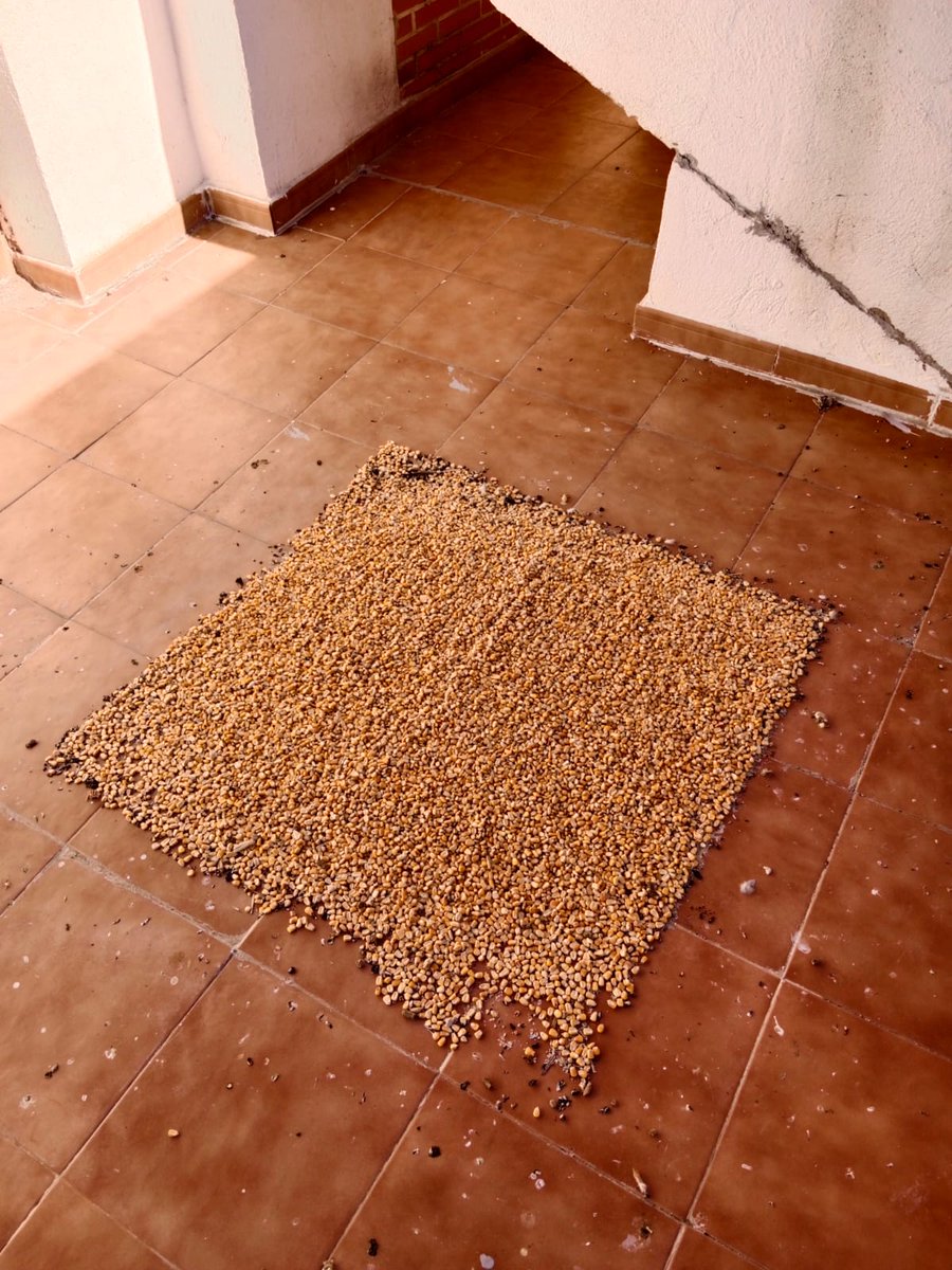 AytoTorrijos's tweet photo. 🐦Programa de control sanitario y poblacional de la paloma urbana en Torrijos

👉Noticia completa publicada aquí https://t.co/OjBCspPE2v

#ControlDePalomas https://t.co/S1wd9Jb9z1