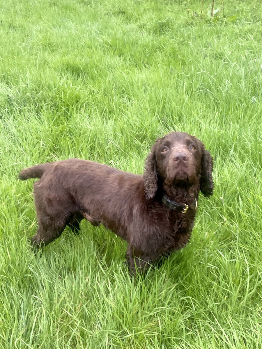 PD Xena & PD Teddy tweet media