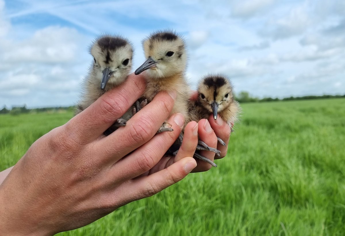 KaneBrides's tweet photo. Happy World Curlew Day! https://t.co/ycc8woaIye