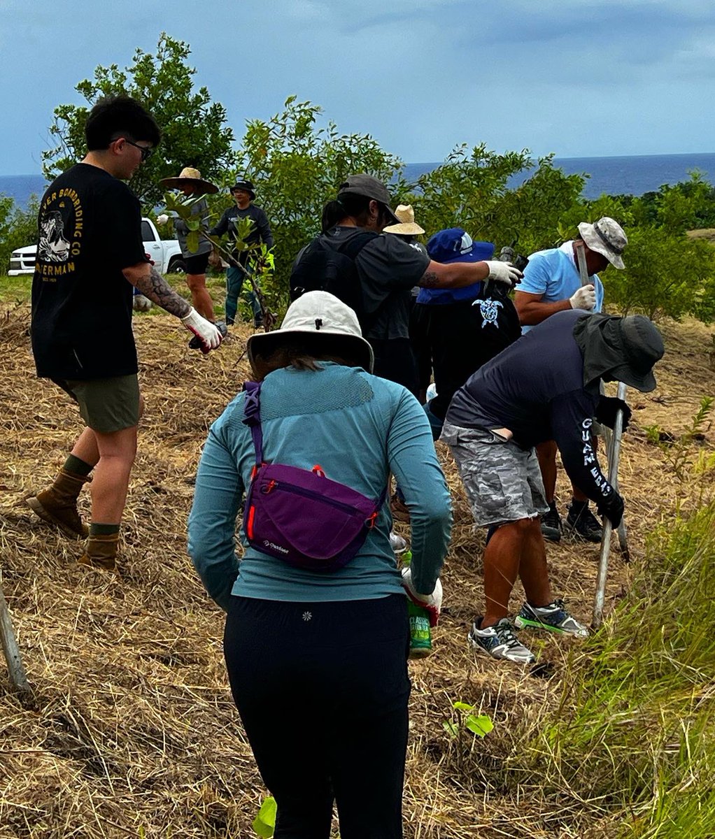 GuamEPA's tweet photo. Today, Guam EPA joined Department of Agriculture’s Forestry &amp; Soil Resources Division for a tree planting project in As-Gadao, Malesso'. With DOAg’s assistance, Guam EPA personnel planted 200 dodonaea trees in an effort to stabilize soil, prevent erosion and runoff. https://t.co/1tPOyVftk2