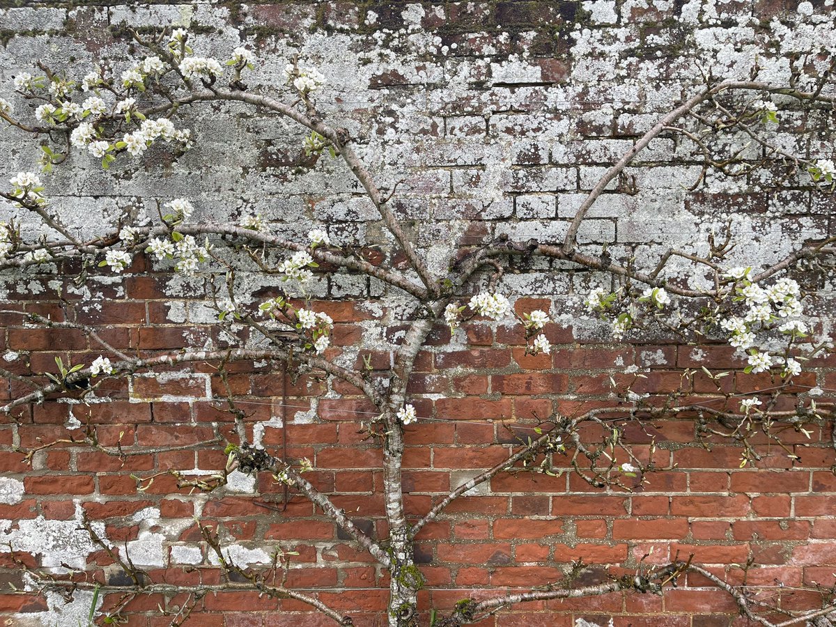 hanslope's tweet photo. Damp morning in #IP29 so relieved that all sheep grazing leys are under-sown and rolled. Here are some apple blossom flowers 🌸 ❤️ https://t.co/I70iSGt5Yc