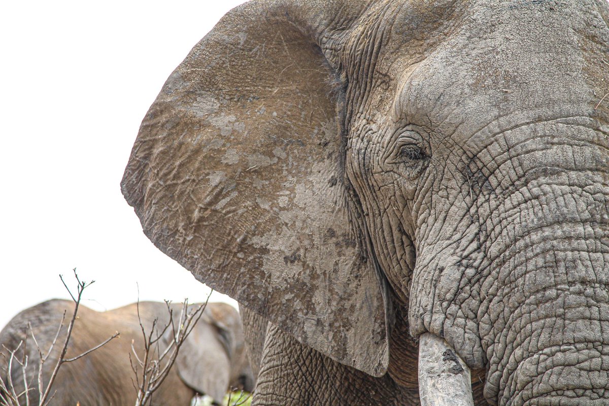 TanakaZiyavaya's tweet photo. Siswati/Ndlovu/Nzou 🐘
📍Imire: Rhino & Wildlife Conservancy 🇿🇼
©/2022/TZiyavaya
#wildlife #tziyavaya #imire #everydayzim #zimbabwe #elephant https://t.co/c8Vm1HQpqU