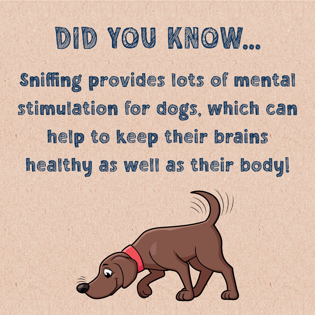 Does your dog love to sniff around on their walkies?!
Sniffing has great benefits for the brain and body!