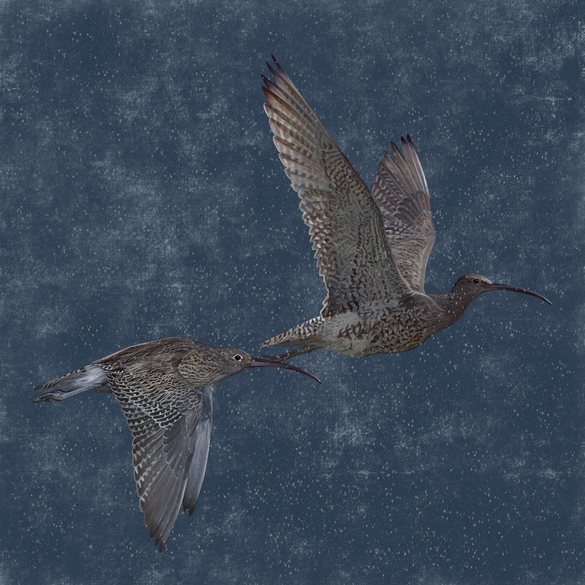 JessicaHolm4's tweet photo. World Curlew Day :) https://t.co/9zxB3iDlDH