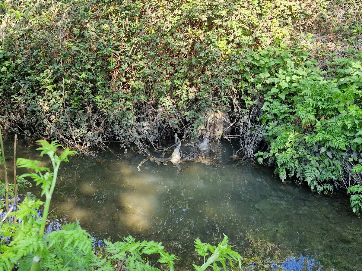 WatersProgramme's tweet photo. Yesterday, our catchment scientists worked closely with their colleagues in @DubCityCouncil and @Fingalcoco to look at discharges into the #Santry river #Dublin #collaboration #urbandiffuse https://t.co/S1ESAscPEU