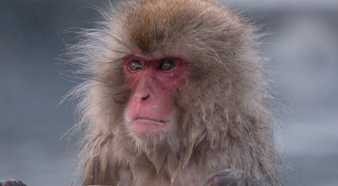 AsianHeraldNews's tweet photo. Sri Lanka planning to send 1,00,000 toque macaque monkeys to China
Click and read more:
https://t.co/P2J9s3hRZV
#SriLanka #Monkeys #ToqueMacaque #China #zoos #conservation #Ecosystem #wildlife #AnimalRights #biodiversity #environmentalimpact #ethics #internationaltrade https://t.co/aPTlxw2Bj7