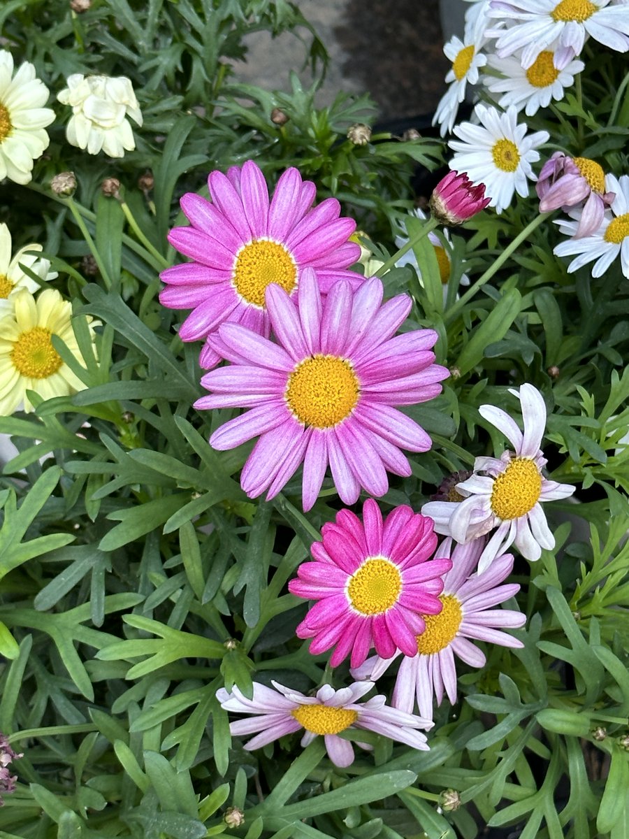 EllieJapan2022's tweet photo. Here's cute flowers!

#violetsummers #Gerbera #violetsummers #cute 
#Tokyo #missSpring #hellosummer #FamilyTime  #Japan https://t.co/C11eV2D0wt