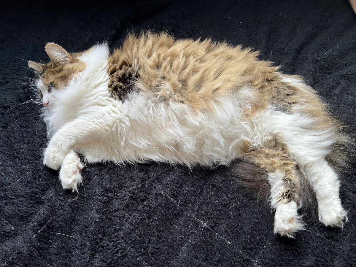 HaRka's tweet photo. ひなはまだ冬毛でモフモフなご様子ですww
#アメショ
#ノルジャン
#猫のいる生活
#幸せ https://t.co/J9KSGa5e01