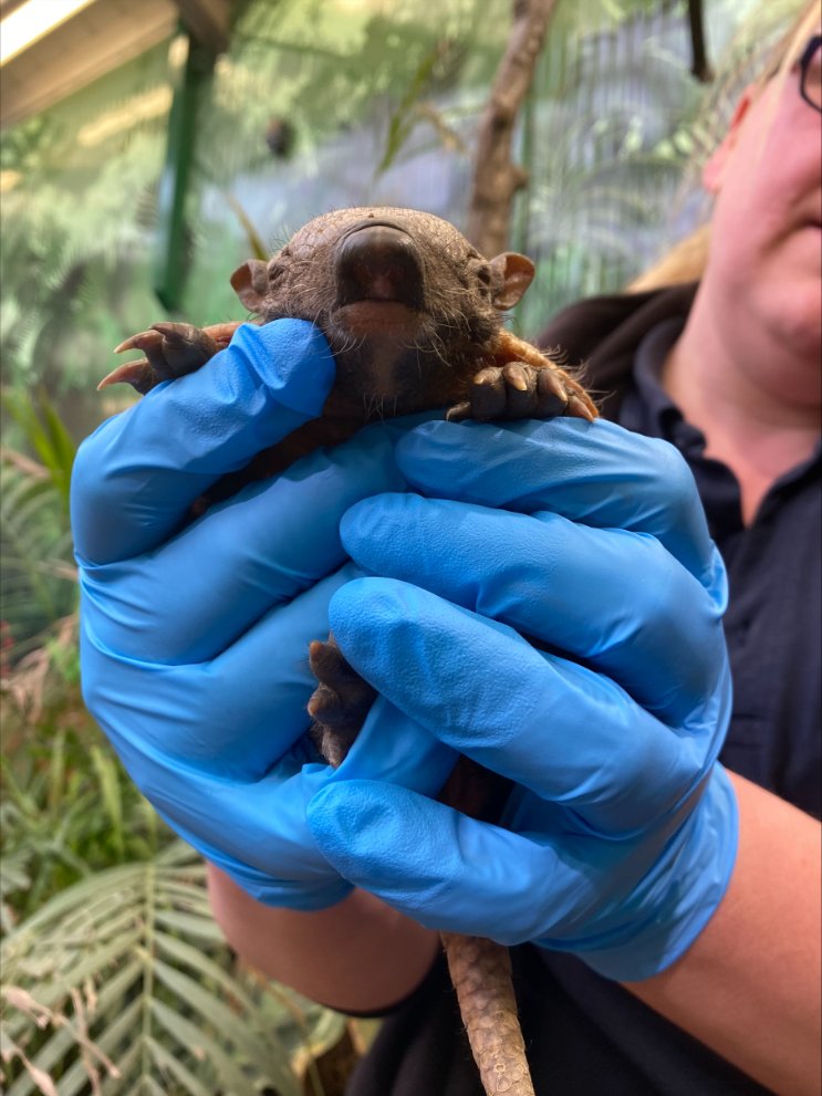 DOUBLE TROUBLE ✌️

Our large hairy armadillos, Nymeria and Diogo, have welcomed tiny twins! 

The male five-week-old pups have been named Pedro Pascal and Montezuma by our keepers, and will start exploring the world beyond their burrow more and more in the coming weeks 💛