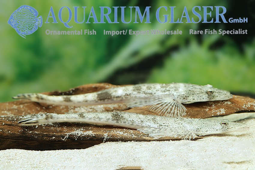 aquariumglaser's tweet photo. #Platycephalus #indicus
find more details and pics @ https://t.co/kgExUnuDLM https://t.co/qOJfPNTLJF
