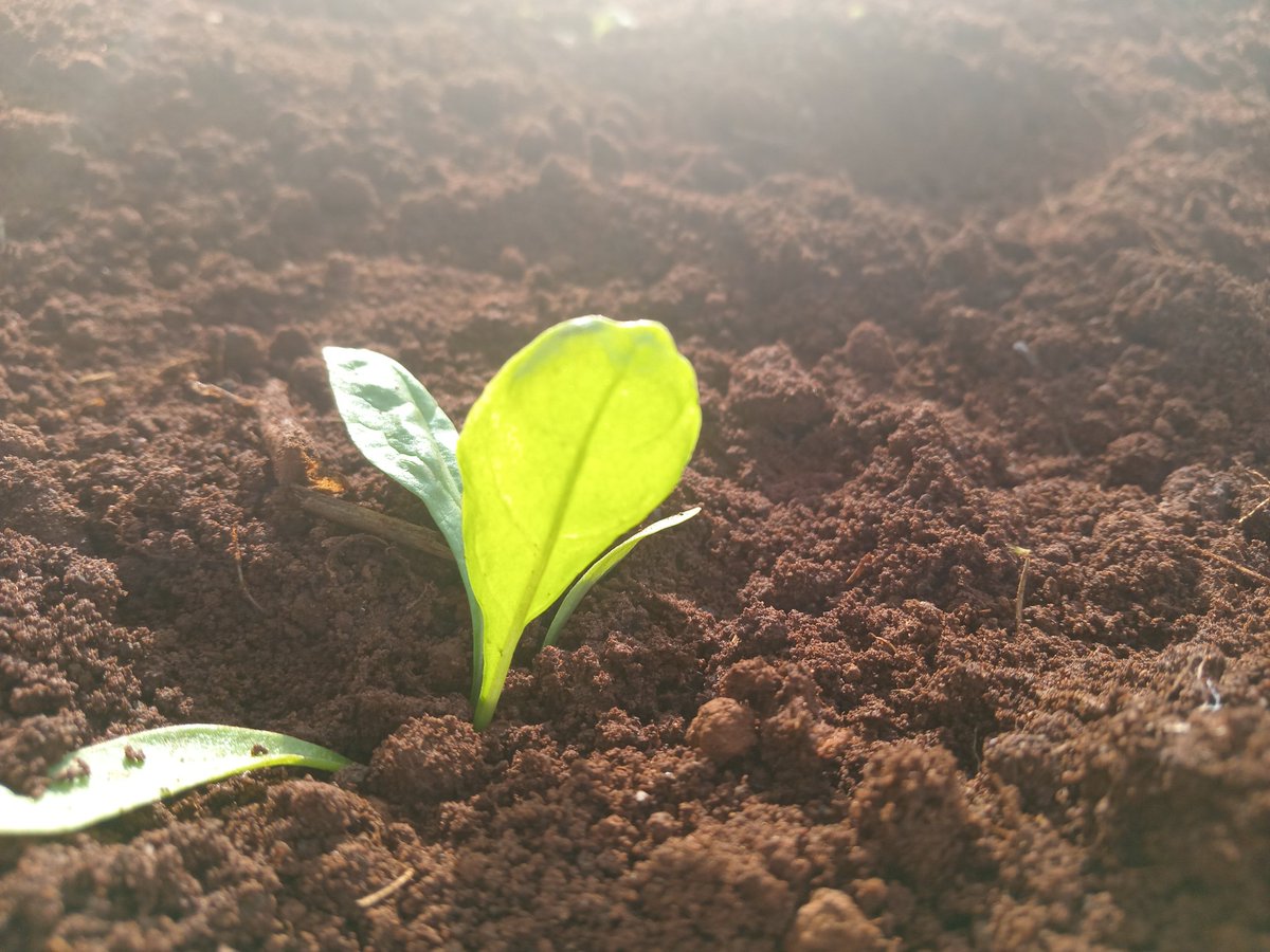 Pertunialukhele's tweet photo. Farming brings hope. https://t.co/Z7lD1T7c8J
