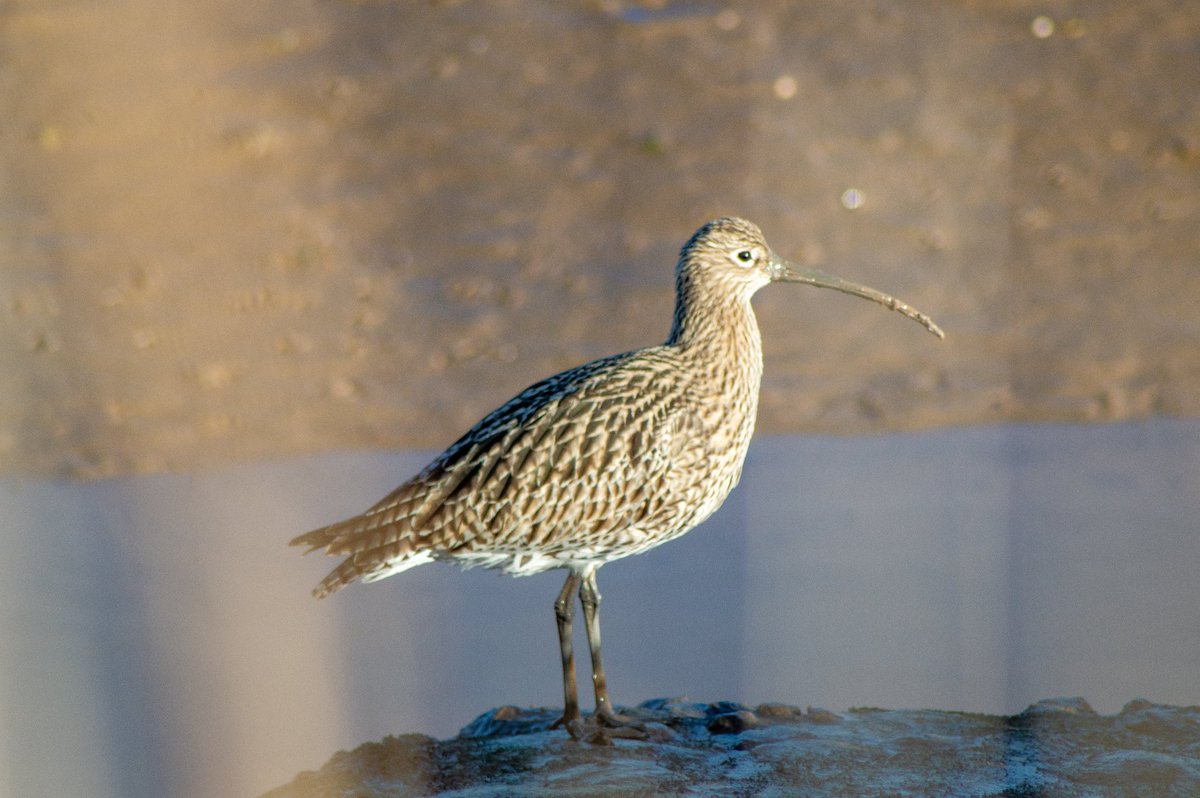 Good morning 🌳 It's #BeakyLad day! If you haven't yet, check out the @curlewsounds project which is a gorgeous collection of music created & inspired by, you guessed it, curlews. 😍 Tell everyone you know about these red listed lads. Our voices are powerful. #WorldCurlewDay