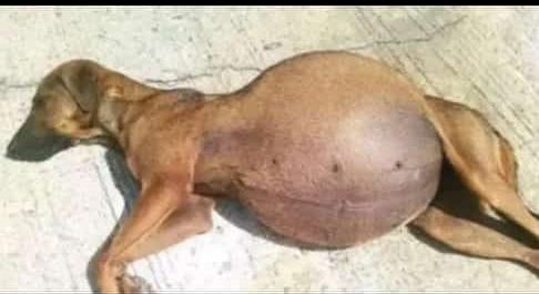 Nyosh_7's tweet photo. Vile my Muslim friends wametulia 💀😹✋ https://t.co/EeZFYrQUjY