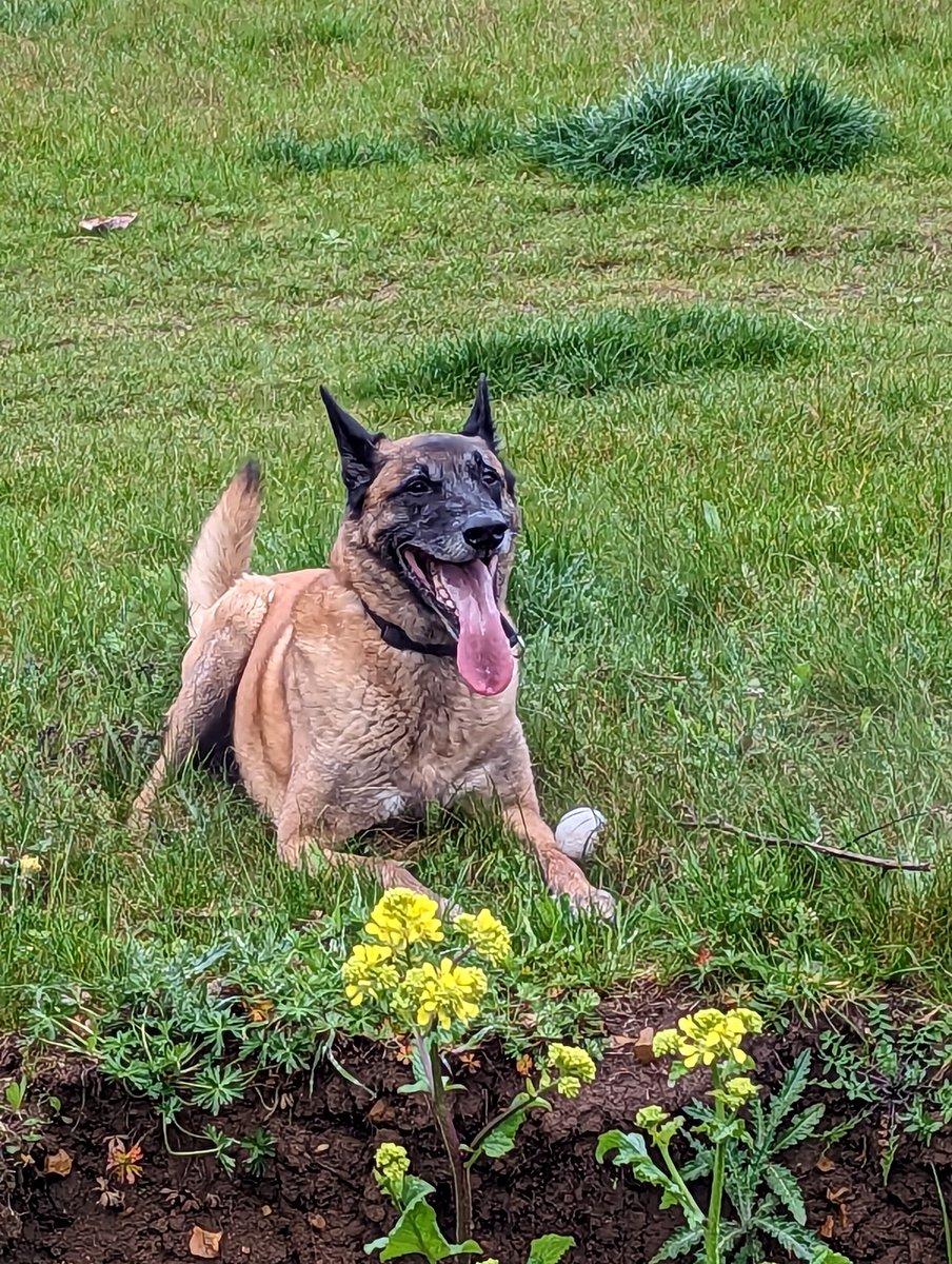 RuthRoperWylde's tweet photo. Worn out doggy! https://t.co/ZglmtMNdeJ
