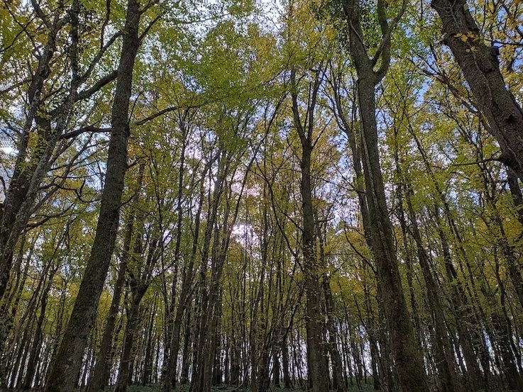 FransylvaFrance's tweet photo. 🌳Depuis 2017, le Fonds forestier en Limousin, dont fait partie Fransylva, aide les propriétaires à entretenir leur forêt. En 6 ans, il a permis de replanter 660 000 arbres ! 👏
👉Pour en savoir plus sur le fonds forestier en Limousin : https://t.co/oqX8a5gy8e https://t.co/g8NgmA5qZ9