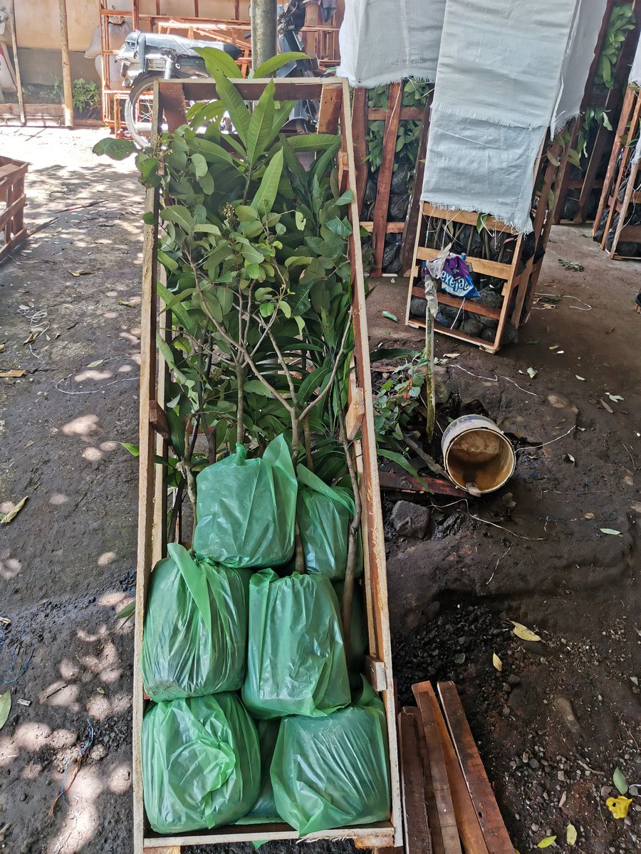 BangBib4's tweet image. Kalau aku mau bagi bagi tanaman mau ga? tapi ongkos dan pallet kayu ditanggung sendiri biar ga repot cek ongkos aku buat flat 100 rb / pulau jawa,,, yang mau ku bagi pohon durian musangking dan bhineka, lengkeng, jeruk , sawo, mangga, perorang 2 tanaman boleh milih...