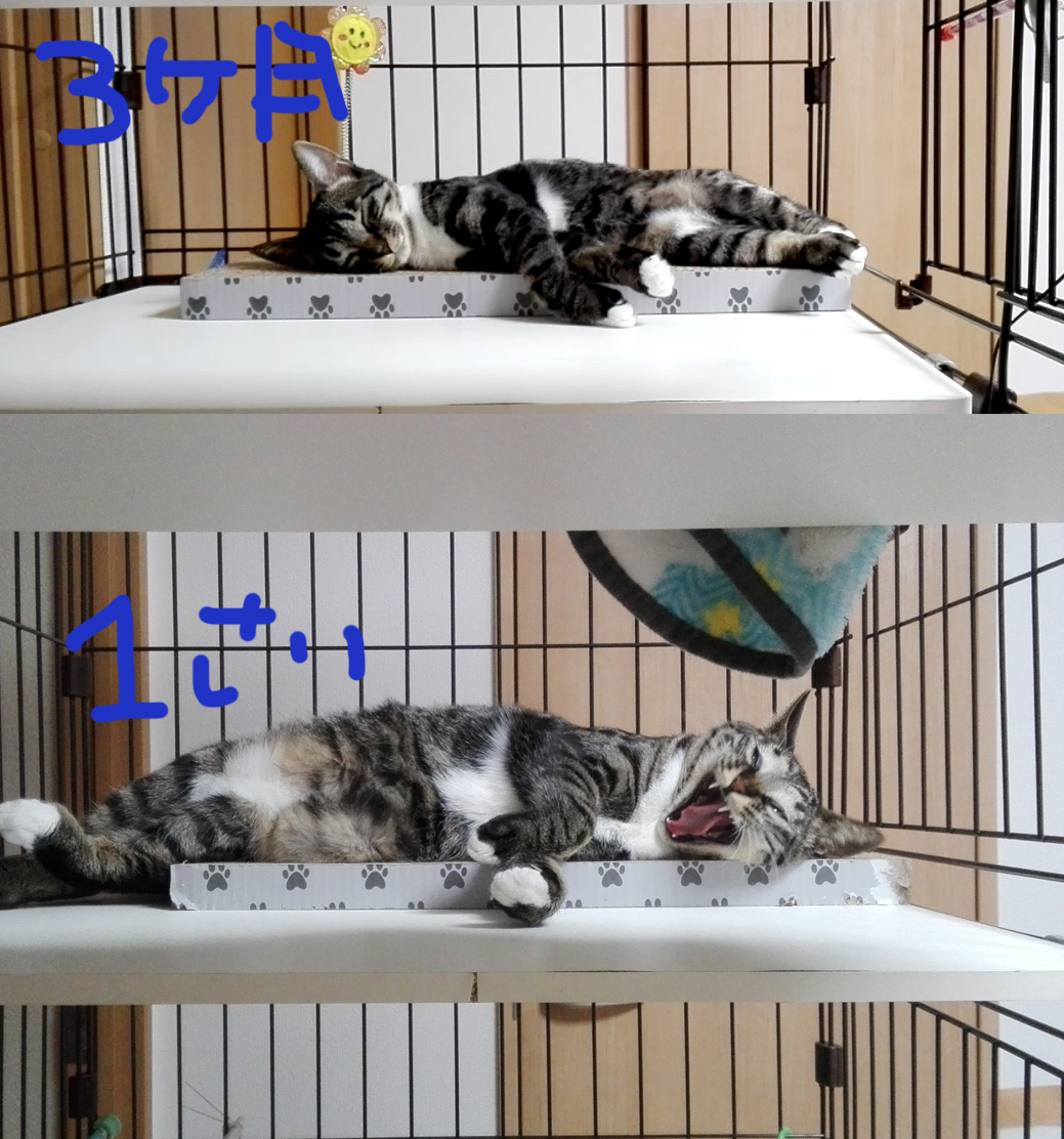 ote2nigi2's tweet photo. 推定1歳。大きくなったなw
#ニギ　#お手てにぎにぎ　#ツンデレ注意報　#猫のいる暮らし https://t.co/6ATYq1YG1Q