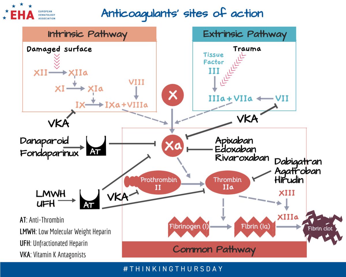 EHA_Hematology's tweet photo. Welcome back to #EHA #ThinkingThursday on the sites of action of key anticoagulants in the coagulation cascade #anticoagulants #mechanismsofaction #coagulationcascade: did you find all the right answers? https://t.co/JBFrJX5oqp