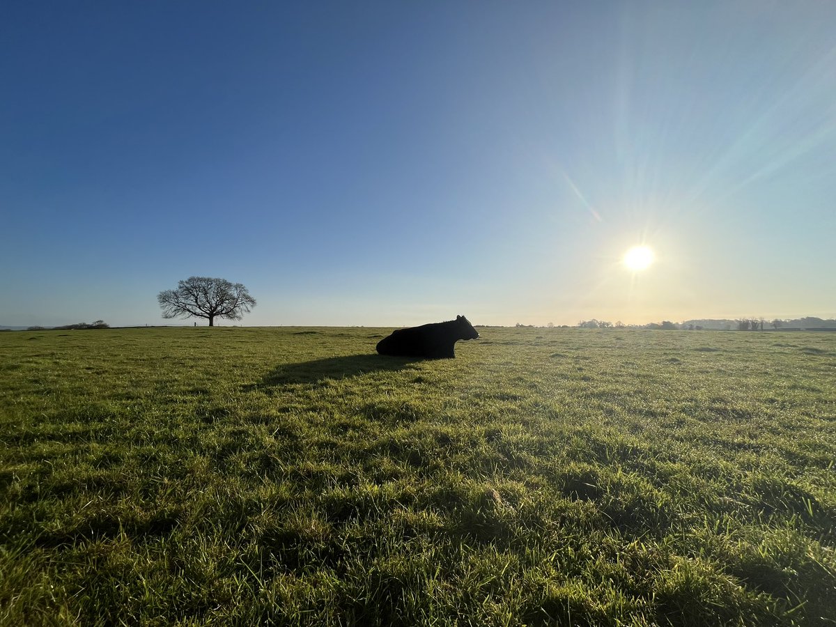 Limerick sun ☀️ climbing over maternity paddock. Final 3 of the year due at any time. #Limerick