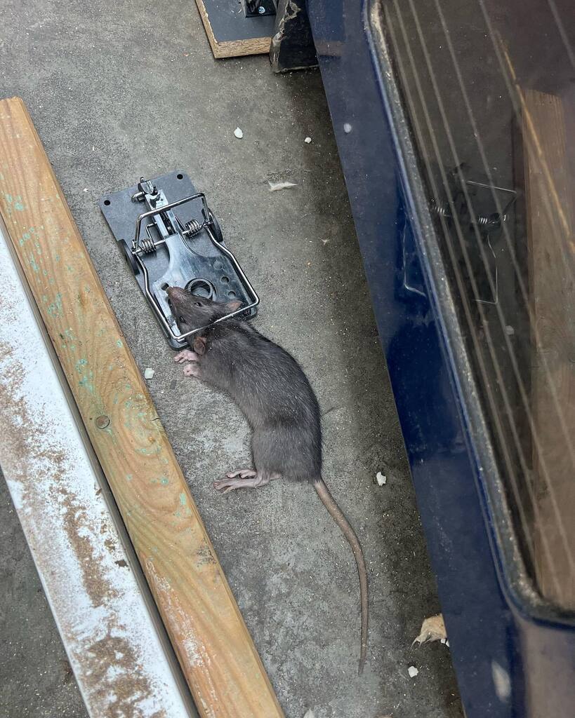 PestFreeMike's tweet photo. Nice catch - rat in snapper. Do you have a problem with rats in your home or business place? Give us a call and we will take care of it! 

Does your business need protection against pests such as rats, mice, cockroaches? Get in touch and we will talk you… https://t.co/MqNAQWgPDY https://t.co/gVdKVsYmYy