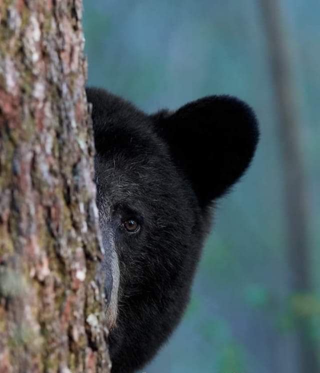 SavonaUbik's tweet photo. Ma se l'orso trentino viene ucciso e il territorio viene occupato da un orso austriaco non si rischia la "sostituzione etnica"?

#propagandalive #orso @welikeduel @makkox https://t.co/k1TpfqT87d