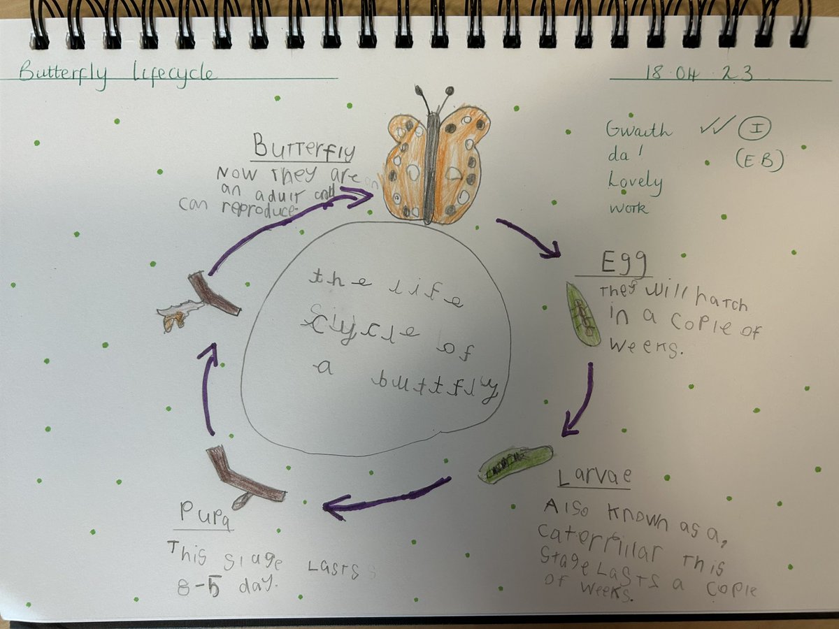 WillowtownPri's tweet photo. In Year 2 we have been looking closely at the life cycle of a butterfly in detail. Here are some of our own life cycles that we produced 🦋 #willowtownway2 #wpsstem #wpsllc https://t.co/0Y6vTuZVJd