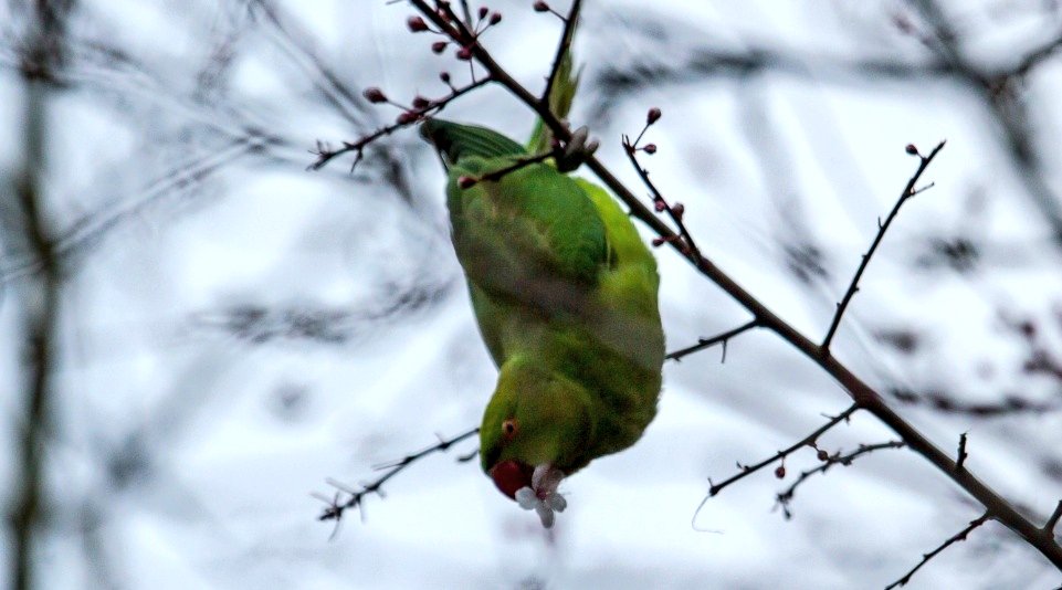 @Figzet @19clinton @CathyRLowe A London parakeet I knew, having the blossom.