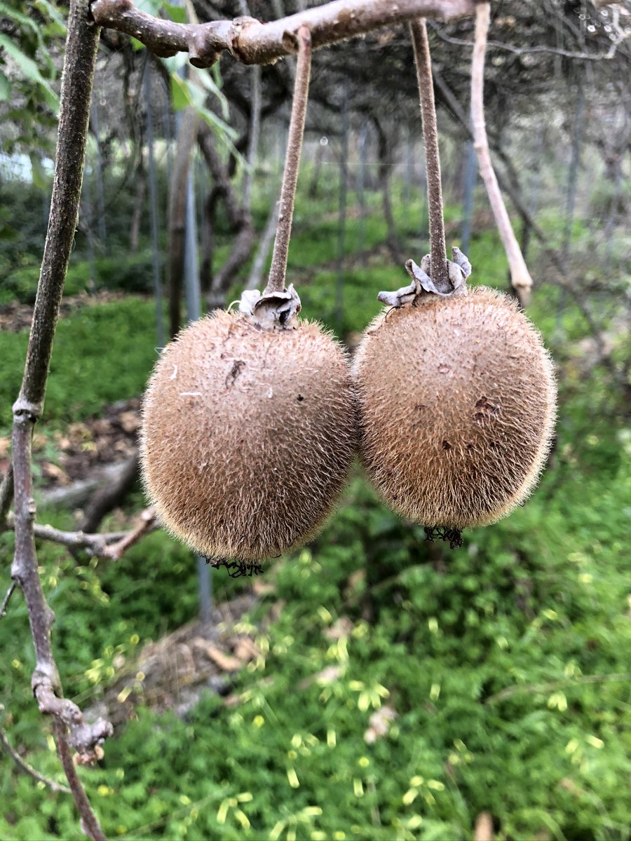 Sony2k's tweet photo. @NaideSabeNada oyendo vuestro último episodio y en relación a la similitud del kiwi con los testículos os envío una foto de kiwis que es probable que no hayáis visto 😅 https://t.co/EzDBRSqz5u