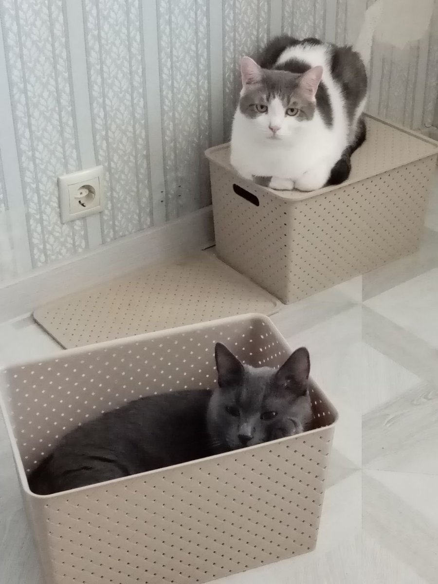 Коробкошки 🐾