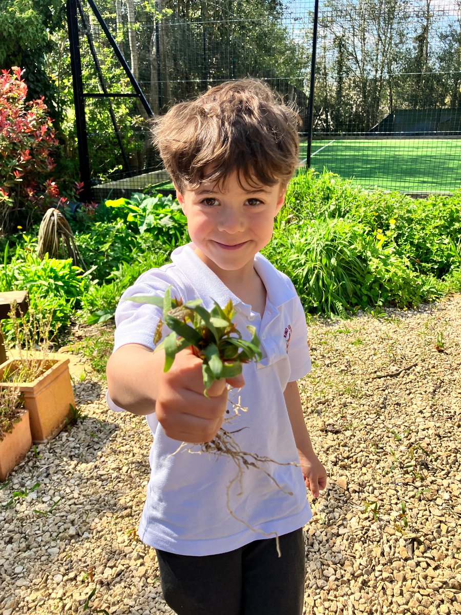 kesbathpreprep's tweet photo. As part of learning about plants and trees in their Science lesson, Year 1 went exploring in Teddy's Garden yesterday to look at different parts of a plant.
#KESBathLearning #KESBathOutdoors #KESBathExplore https://t.co/6RazEKMY7T