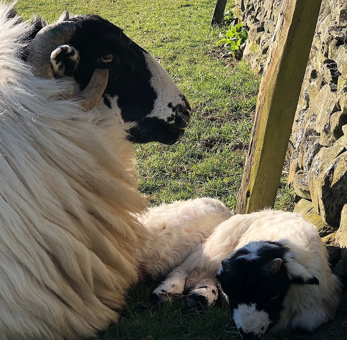 woolismybread's tweet photo. Beautiful morning… cold 🥶 winds and cool but bright sunshine.. ladies and lambs tucked in tightly by dry stone walls … #sheep #wool #shepherdess #woolfarm #originalshepherdess #love #lamb https://t.co/KRhwsc0LX4