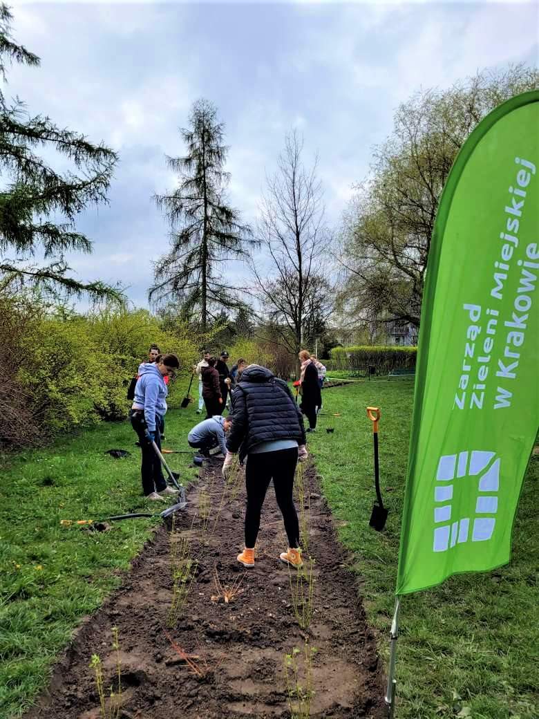ZZMKrakow's tweet photo. Wczoraj spotkaliśmy się z @Zurich (oddział @krakow_pl) w Parku Zaczarowanej Dorożki! 🌳🌳
Posadziliśmy dwie odmiany Derenia! 🌿 Dereń rozłogowy 'Flaviramea' oraz 'Midwinter Fire' 🔥 https://t.co/1JPr9d3dlL
