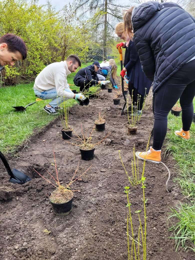ZZMKrakow's tweet photo. Wczoraj spotkaliśmy się z @Zurich (oddział @krakow_pl) w Parku Zaczarowanej Dorożki! 🌳🌳
Posadziliśmy dwie odmiany Derenia! 🌿 Dereń rozłogowy 'Flaviramea' oraz 'Midwinter Fire' 🔥 https://t.co/1JPr9d3dlL
