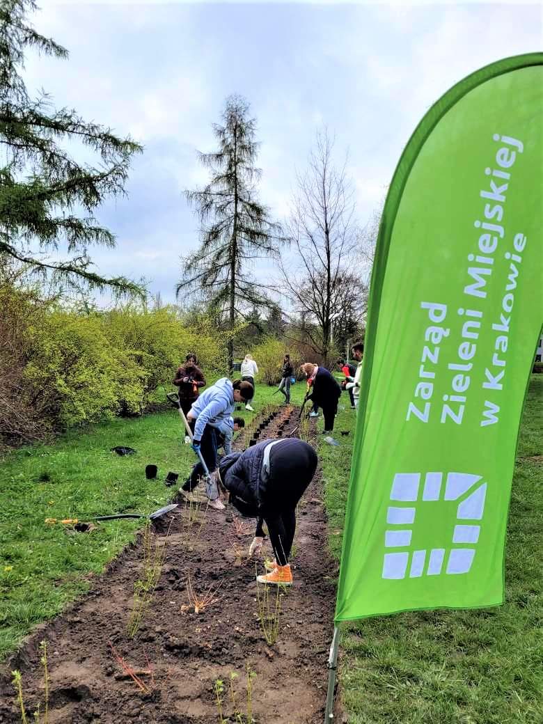 ZZMKrakow's tweet photo. Wczoraj spotkaliśmy się z @Zurich (oddział @krakow_pl) w Parku Zaczarowanej Dorożki! 🌳🌳
Posadziliśmy dwie odmiany Derenia! 🌿 Dereń rozłogowy 'Flaviramea' oraz 'Midwinter Fire' 🔥 https://t.co/1JPr9d3dlL