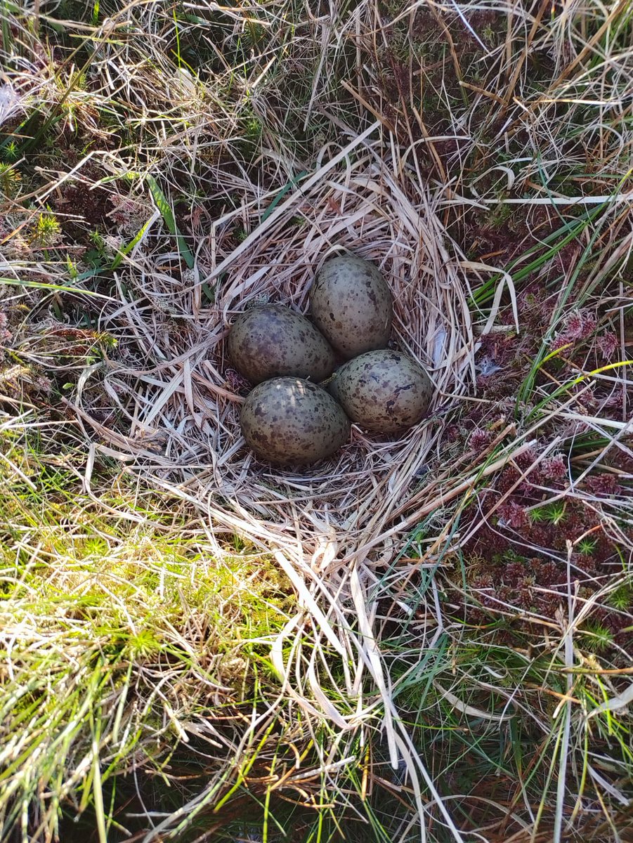 Happy #WorldCurlewDay 2023! Pictured is the next generation of #Curlew slumbering in their eggs as we type at our project site in Glenwherry, Antrim Plateau N. Ireland, courtesy of our teammate Katie Gibb. Read more about progress so far in our WCD blog! 
community.rspb.org.uk/ourwork/b/acti…