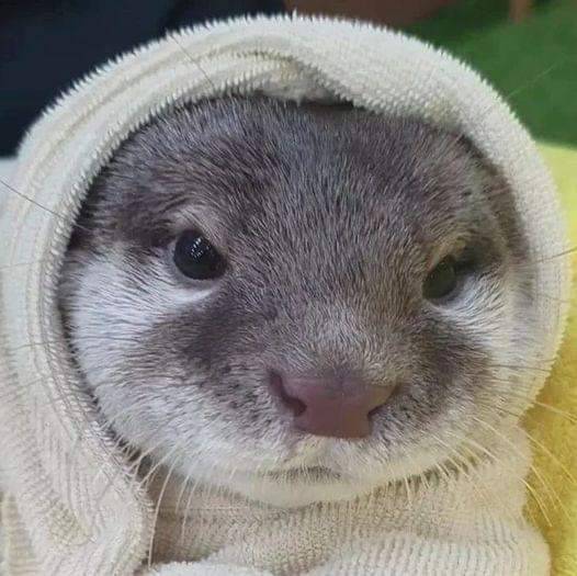 In Otter News.... tweet media